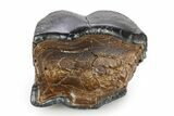 Fossil Woolly Rhino (Coelodonta) Tooth - Siberia #292604-1